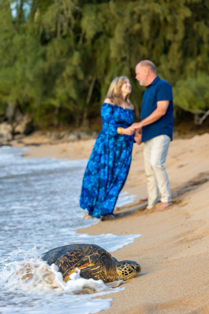 Romantic Maui photo session with Hawaiian turtle (honu)