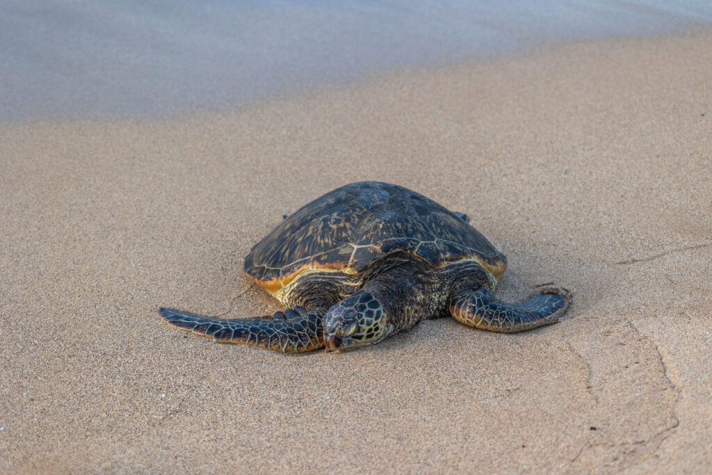 honu
