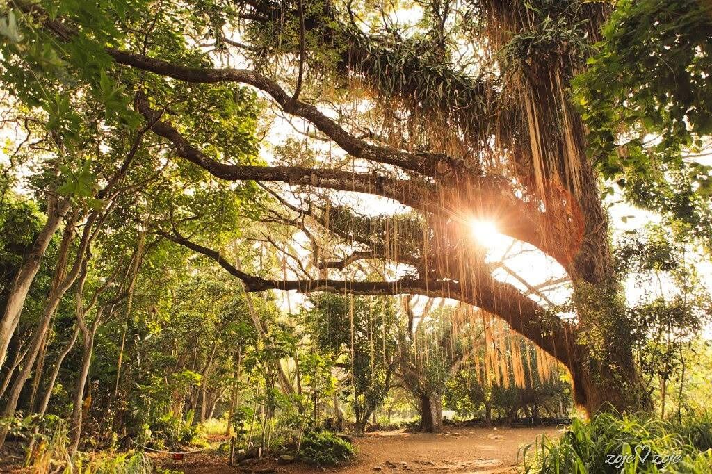 Honolula forest - fairy forest on Maui west side