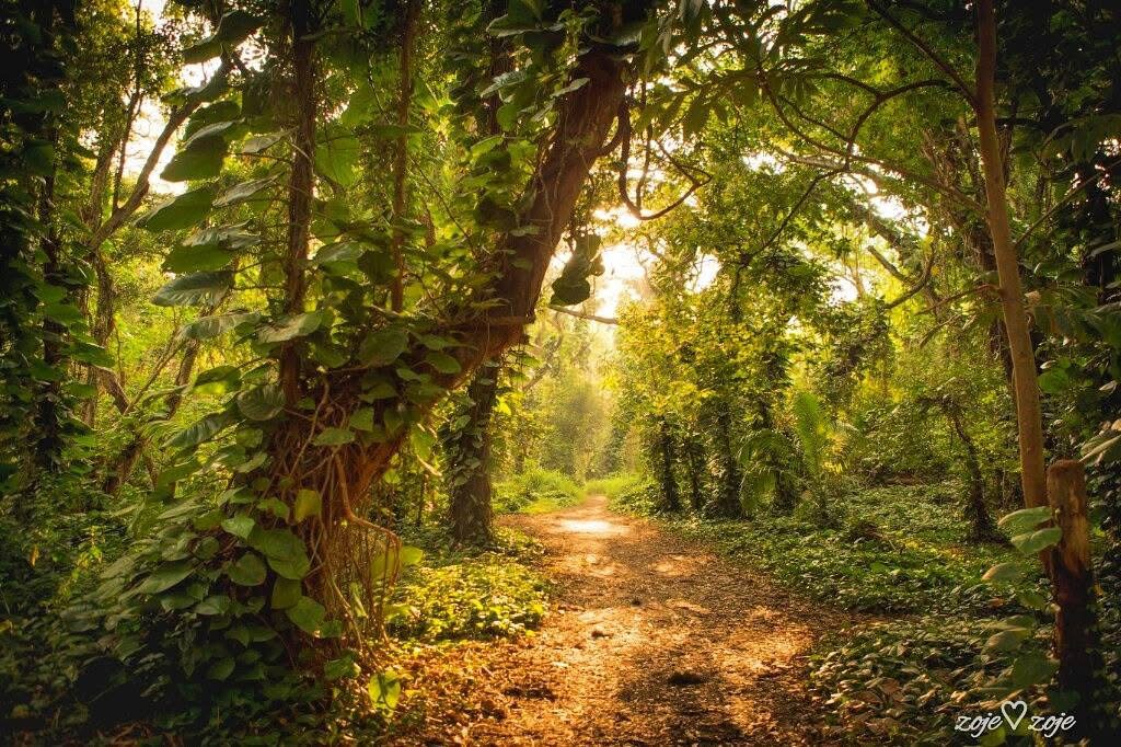 fairy forest Maui