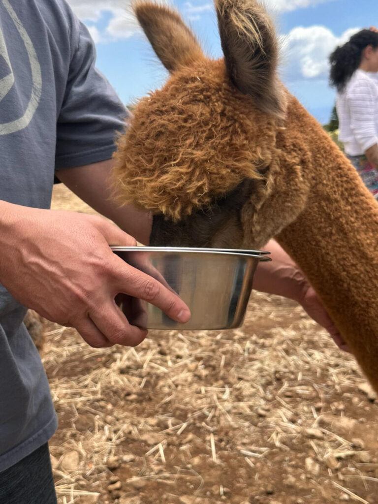 Close-up of a person feeding a fluffy brown alpaca from a metal bowl under blue Maui skies at Maui Alpaca