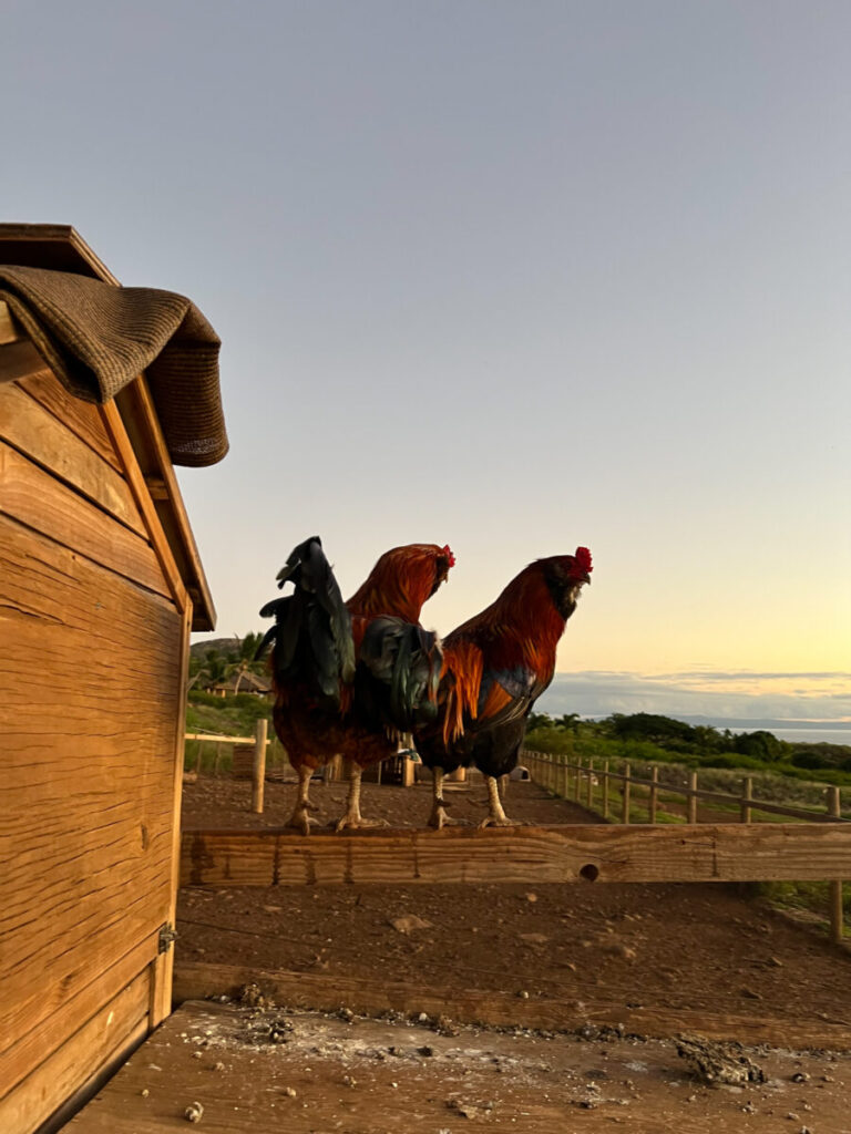 Two roosters perched on a wooden fence at sunrise with ocean views in the background at Maui Animal Farm